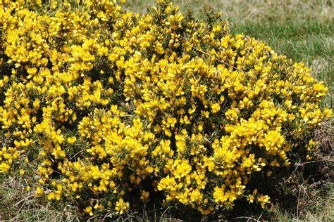 ajonc-europe-fleurs
