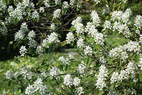 amelanchier-feuilles-ovales