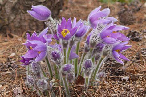 anemone-pulsatille-alpes