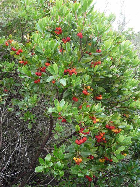 arbousier-arbre-plantes