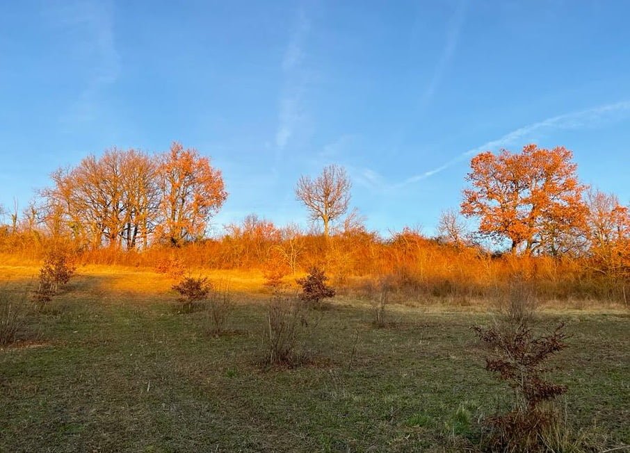 arbre-truffier-jardin-david