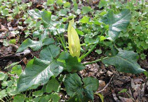 arum-plantes-alpes