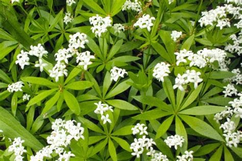 asperule-odorante-plantes