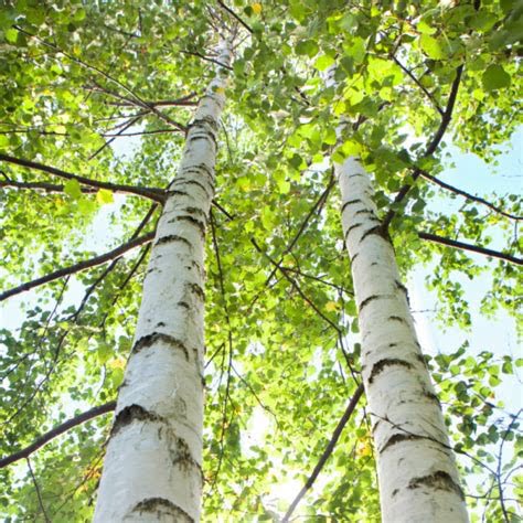 bouleau-blanc-arbre
