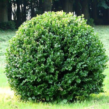 buis-commun-plantes