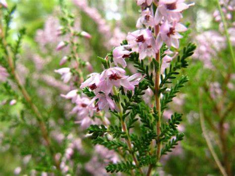 callune-plantes-sud