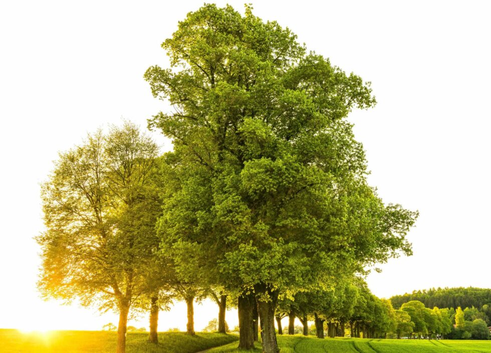 chene-liege-arbre