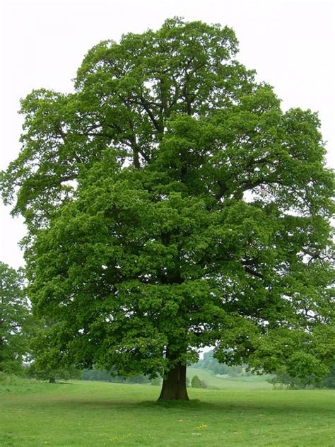 chene-pedoncule-arbre