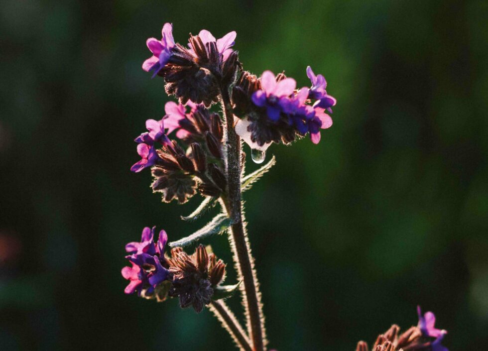 epiaire-officinale-fleurs