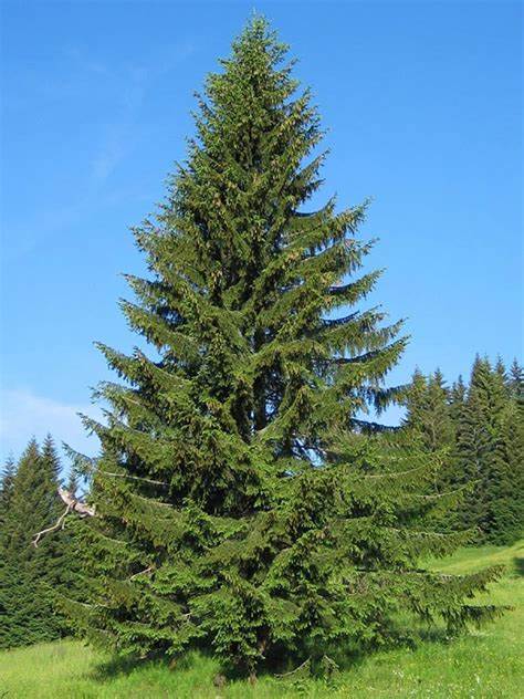 epicea-plantes-alpes
