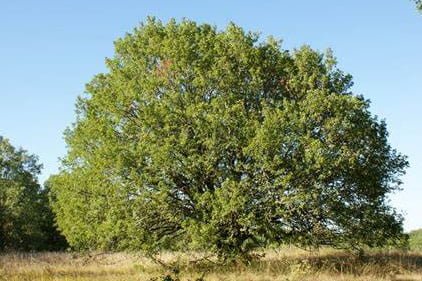 erable-montpellier-arbre