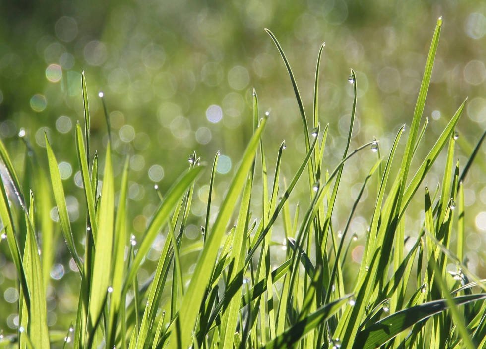 gazon-ecologique-jardin