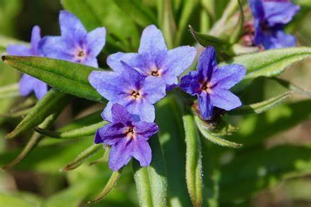 gremil-pourpre-bleu