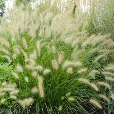 herbres-cheveux-ondulee