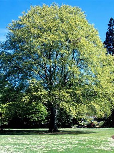 hetre-arbre-paris