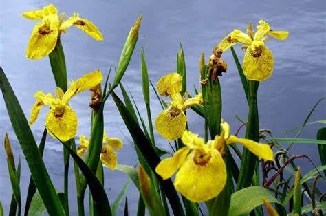 iris-des-marais