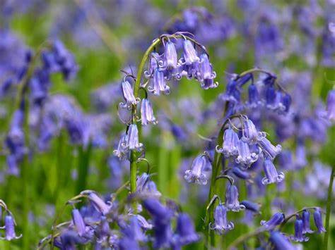 jacinthe-des-bois