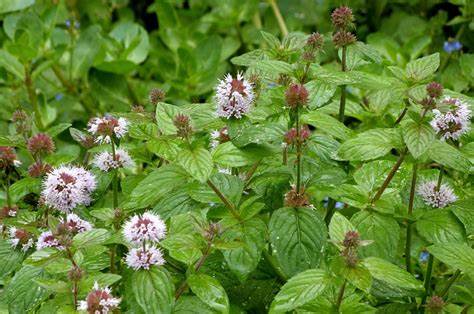 menthe-aquatique-plantes