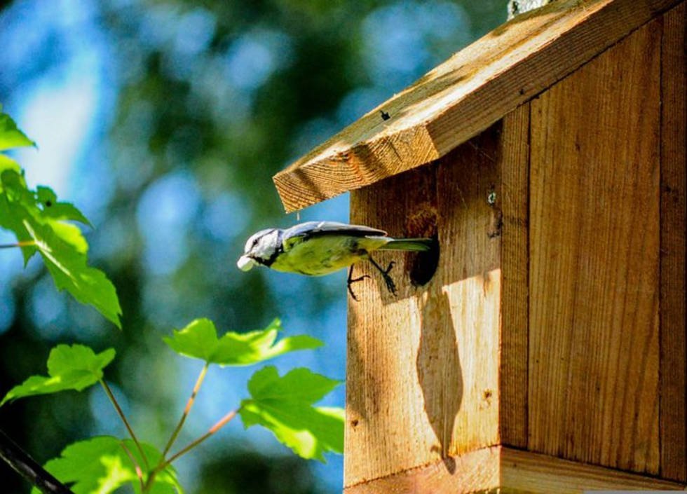 Fabriquer un nichoir en bois pour les oiseaux