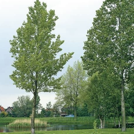 peuplier-tremble-arbre