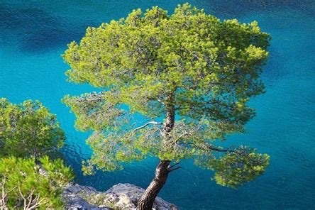 pin-alep-arbre