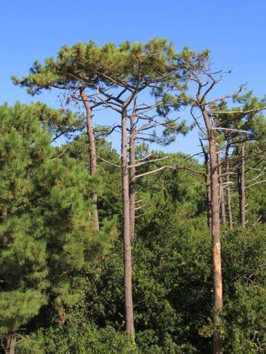 pin-maritime-arbre