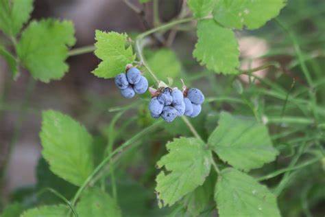 ronce-bleue-plantes