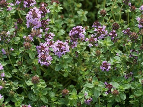 serpolet-plantes-fleurs