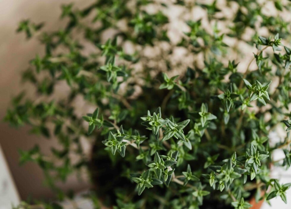 thym-plantes-herbes