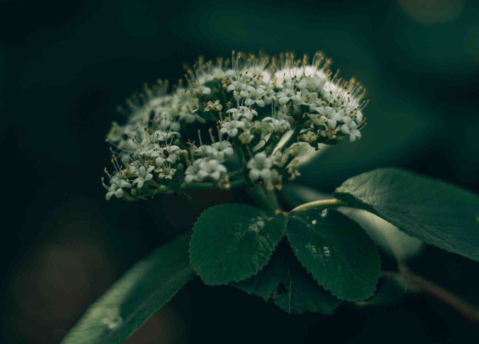 tilleul-arbre-plantes