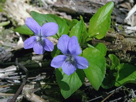 violette-des-chiens