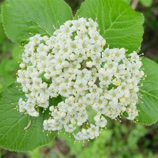 viorne-lantane-plantes