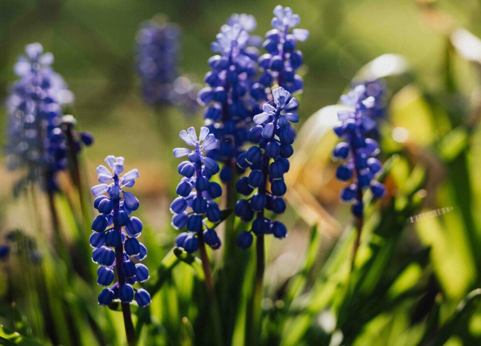 muscari-fleurs-plantes