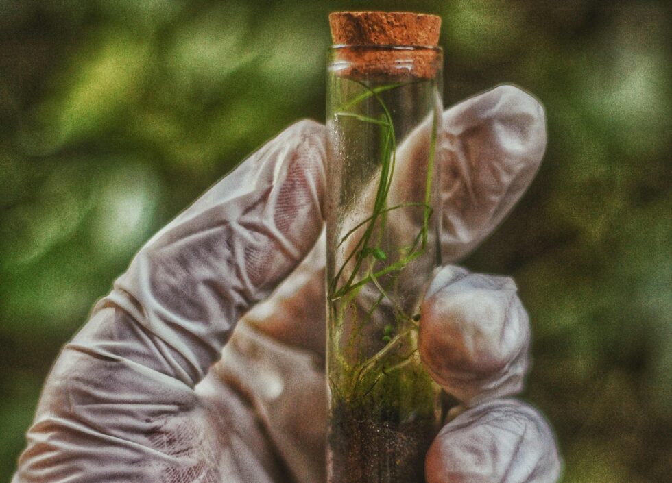 plante-tube-essai