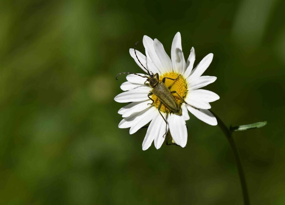 lutter-naturel-nuisibles