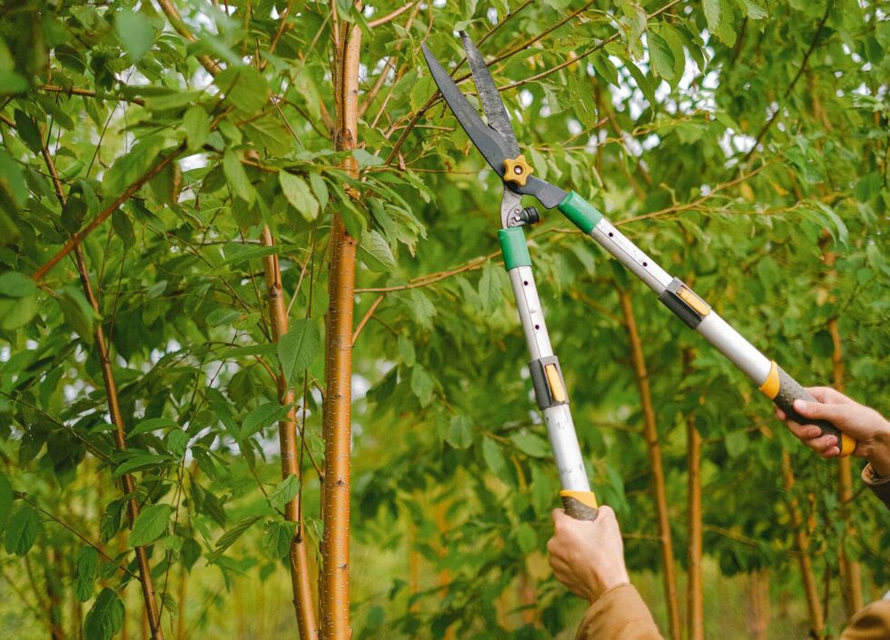 secateur-outil-jardin